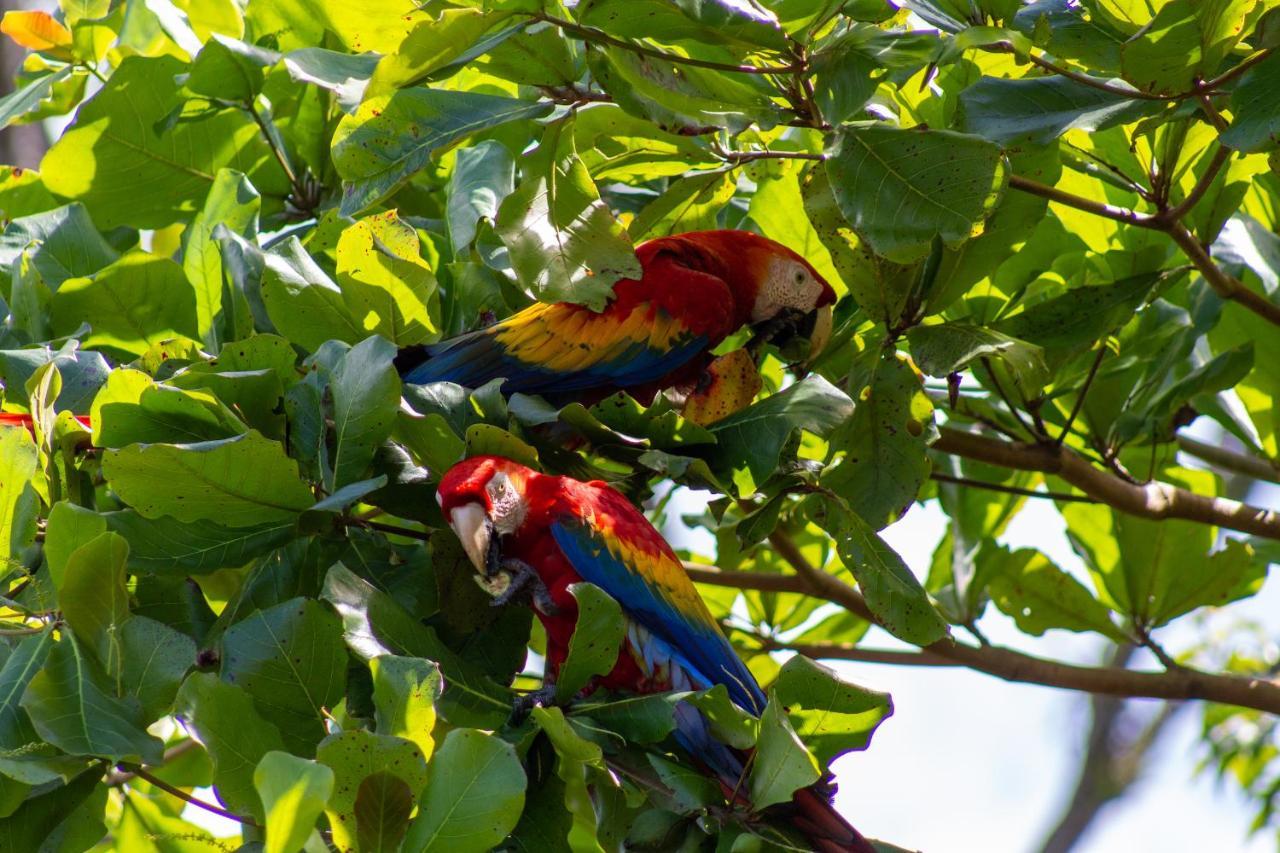 Las Caletas Lodge Drake Bay Bagian luar foto