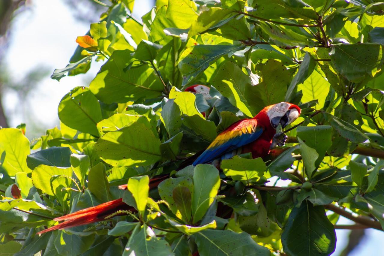 Las Caletas Lodge Drake Bay Bagian luar foto