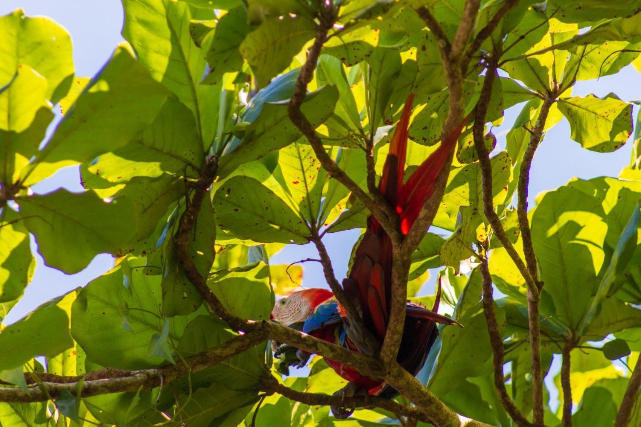 Las Caletas Lodge Drake Bay Bagian luar foto