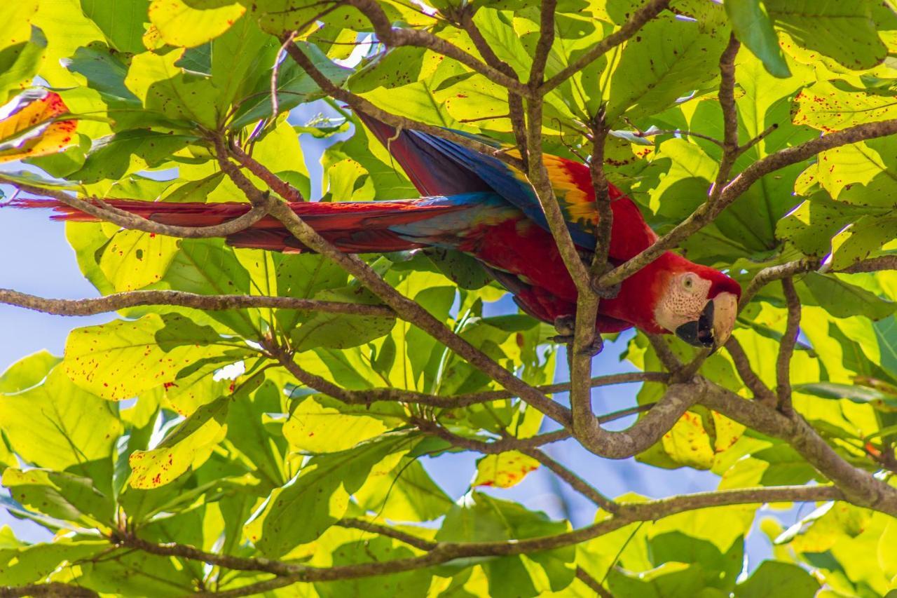 Las Caletas Lodge Drake Bay Bagian luar foto