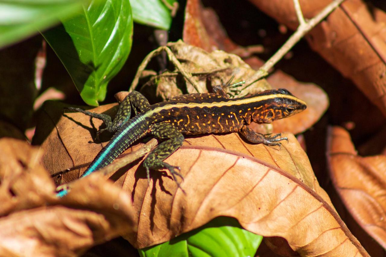 Las Caletas Lodge Drake Bay Bagian luar foto